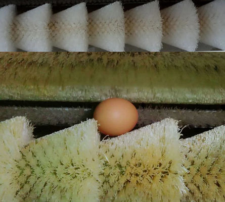 Hard Plastic Nylon Rotating Eggs Cleaning Industrial Roller Brush